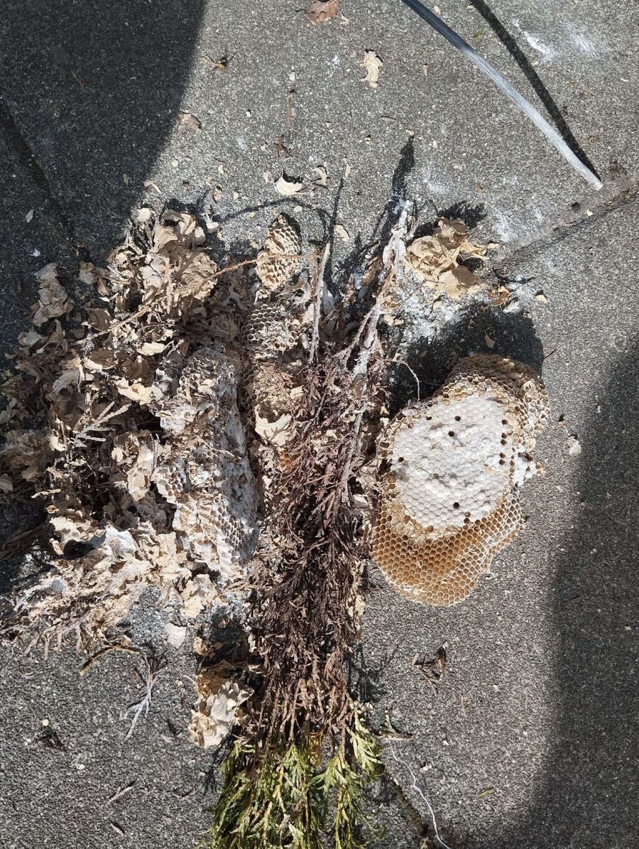  Bienennest entfernen.jpeg