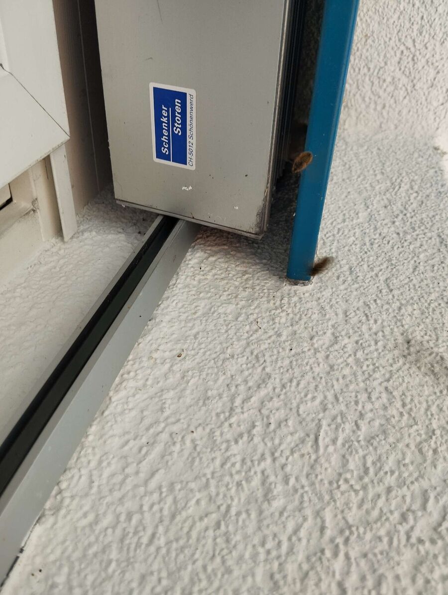 bienennest-am-haus-entfernen.jpg