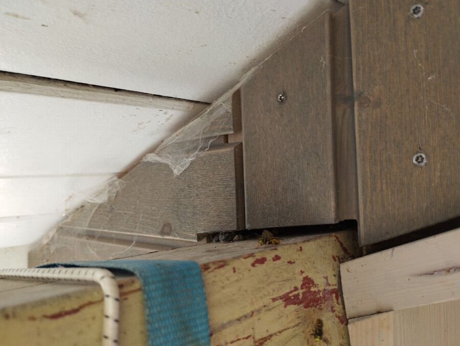  Bienennest entfernen