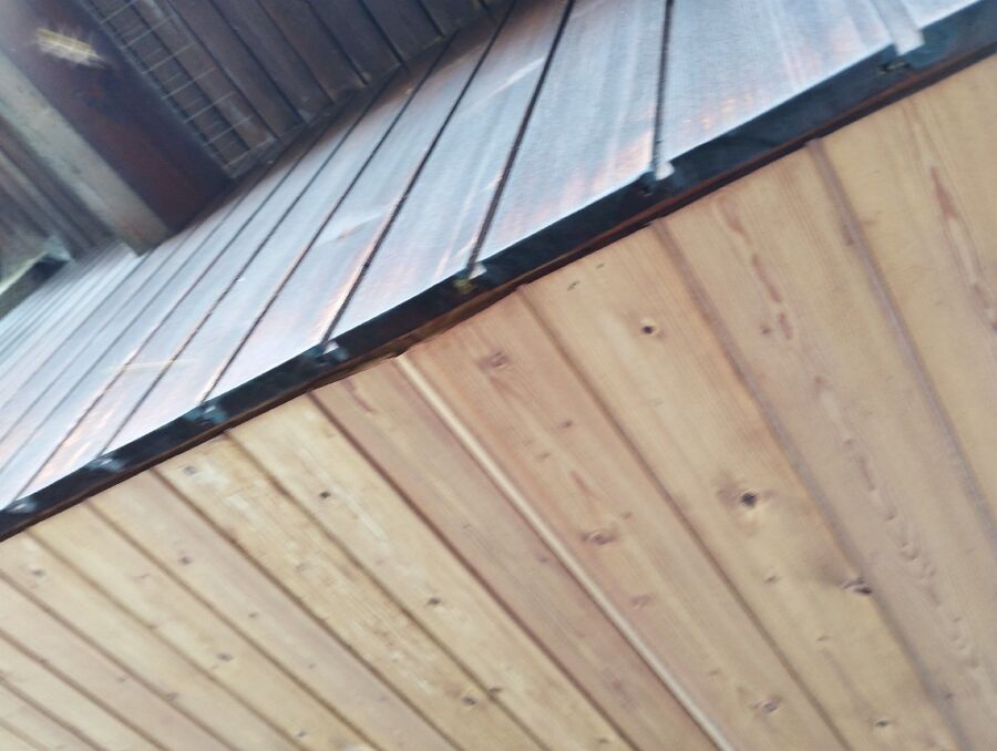 Bienen umsiedeln &  Bienennest entfernen 