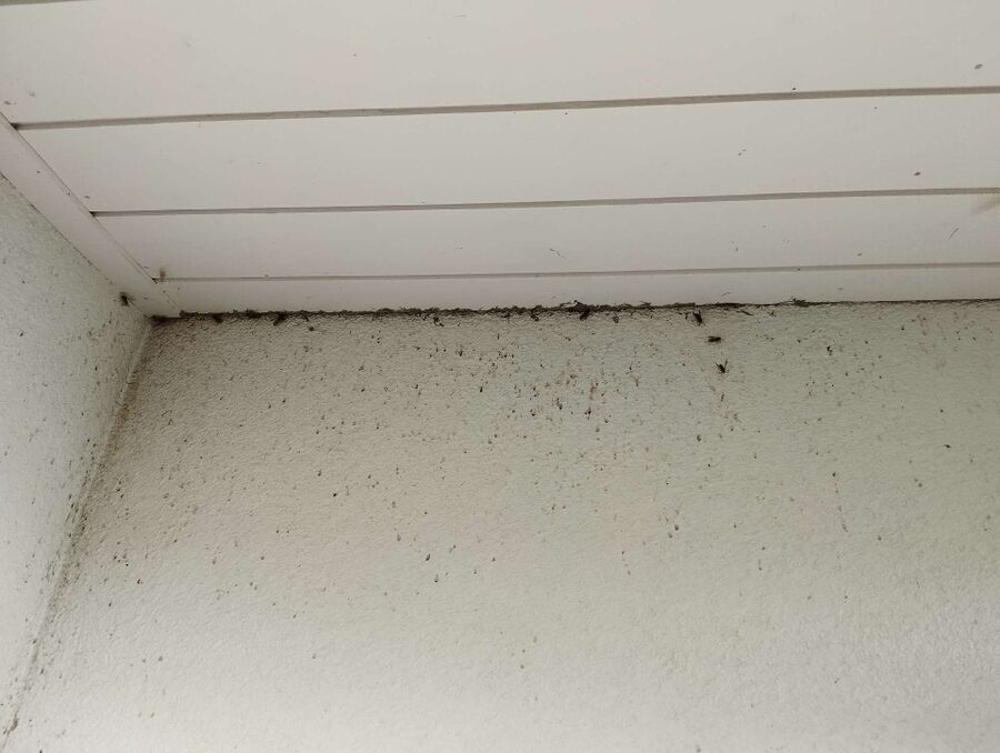  Bienennest entfernen.jpeg