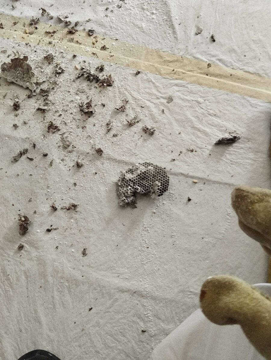 Bienen umsiedeln &  Bienennest entfernen 