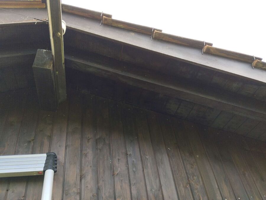 Bienen umsiedeln &  Bienennest entfernen 