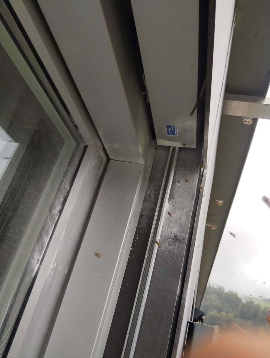 Bienen umsiedeln &  Bienennest entfernen 