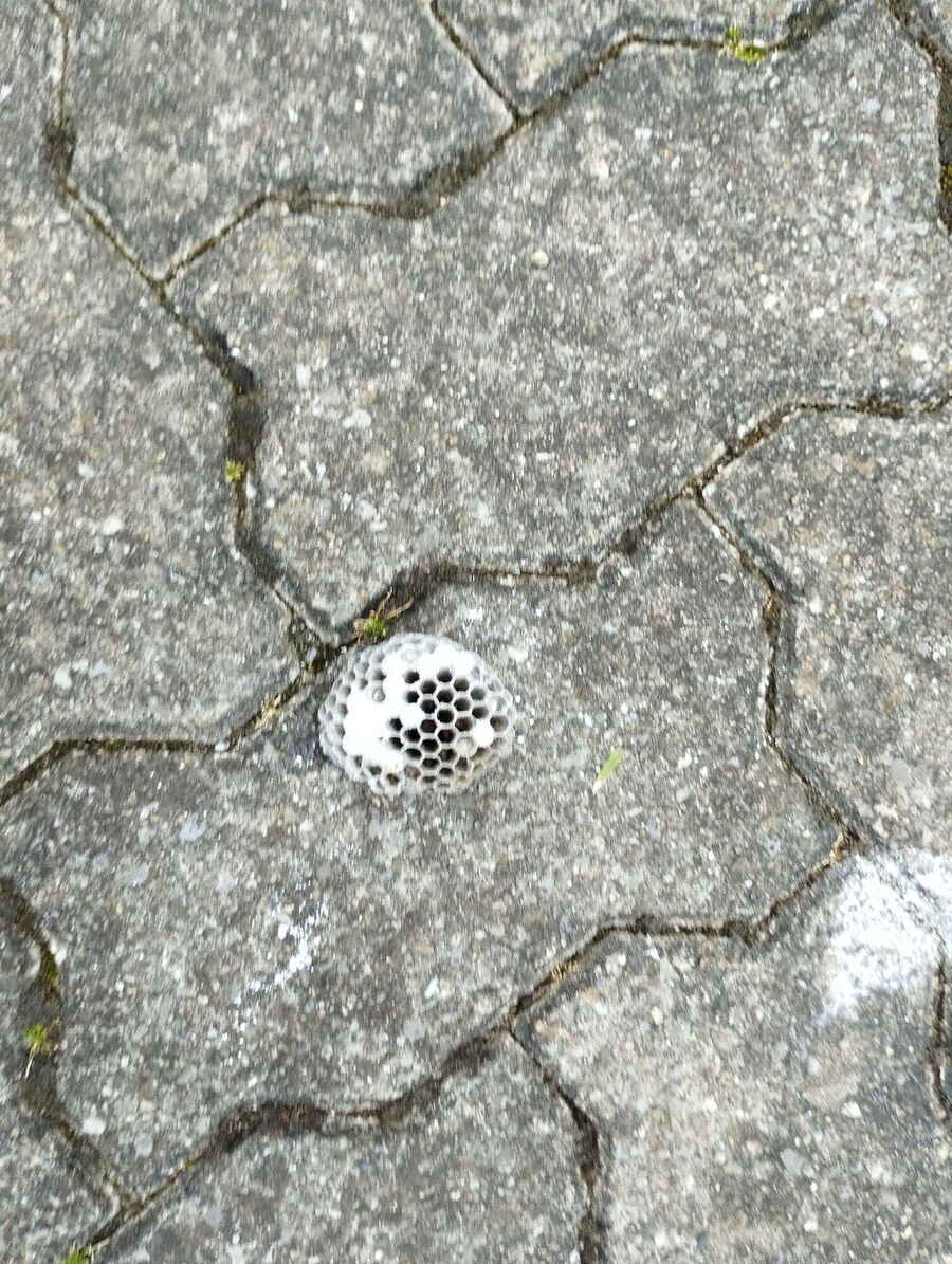  Bienennest entfernen