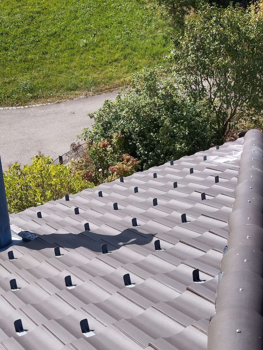 Bienen umsiedeln &  Bienennest entfernen 