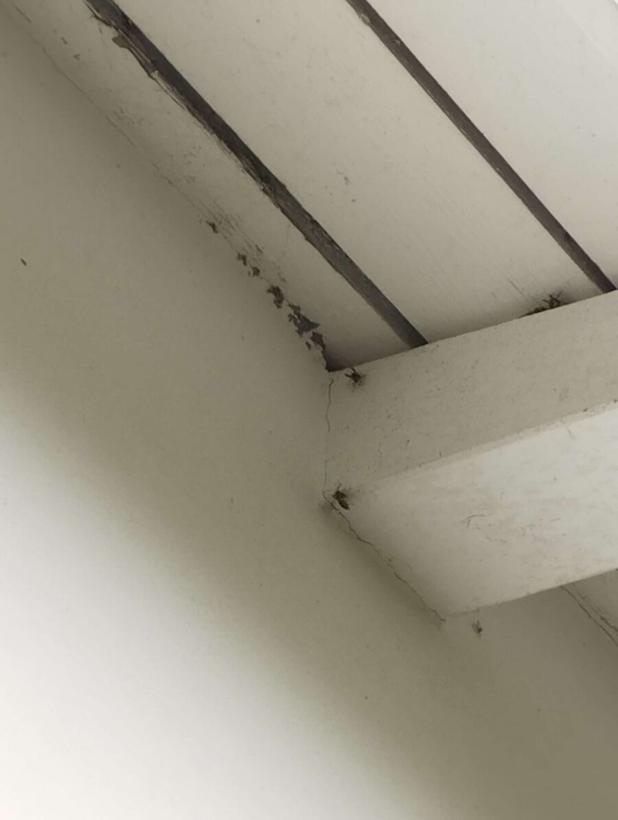  Bienennest entfernen.jpeg