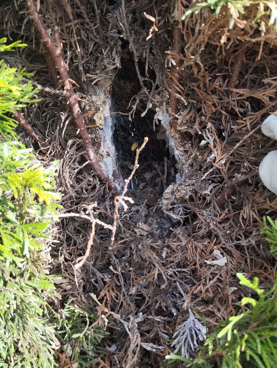  Bienennest entfernen