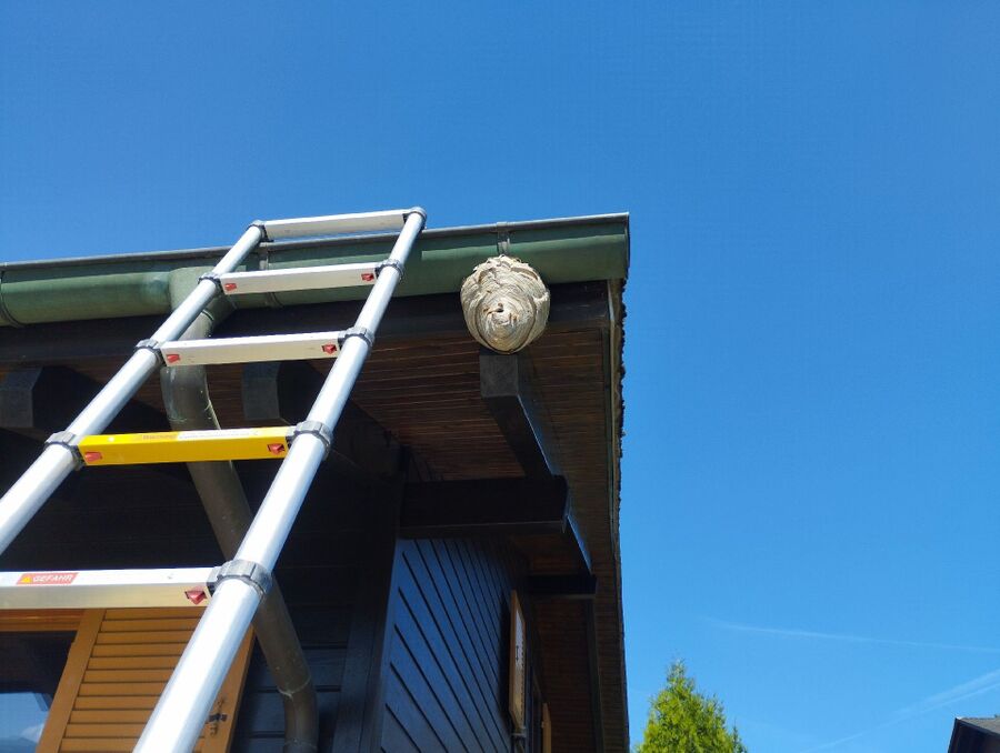  Bienennest entfernen.jpeg