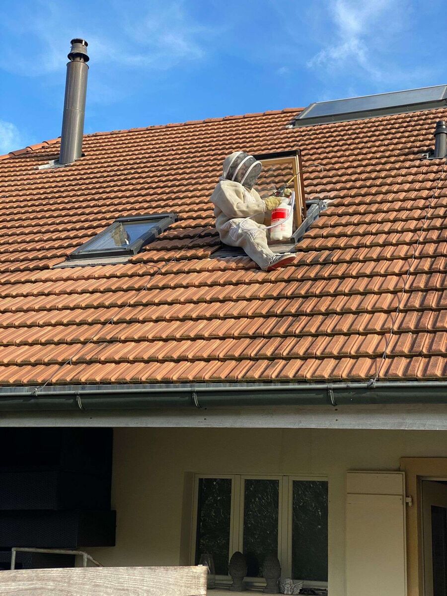 bienennest-am-haus-entfernen.jpg