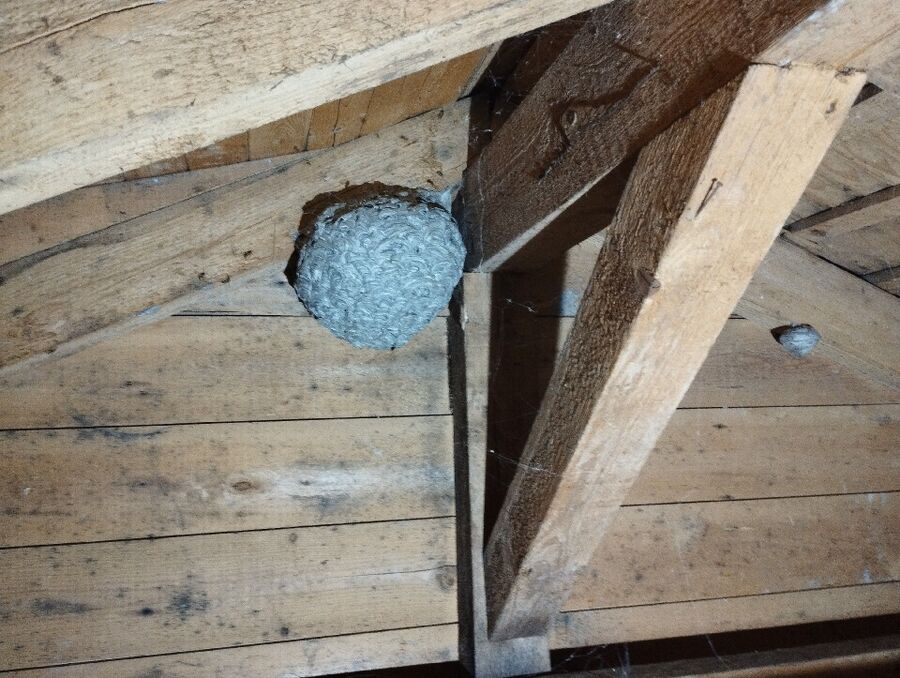 Bienennest entfernen.jpeg