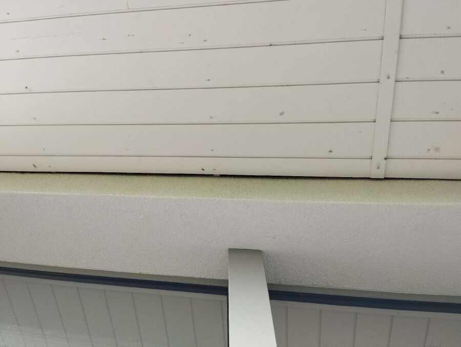 Bienen umsiedeln &  Bienennest entfernen 