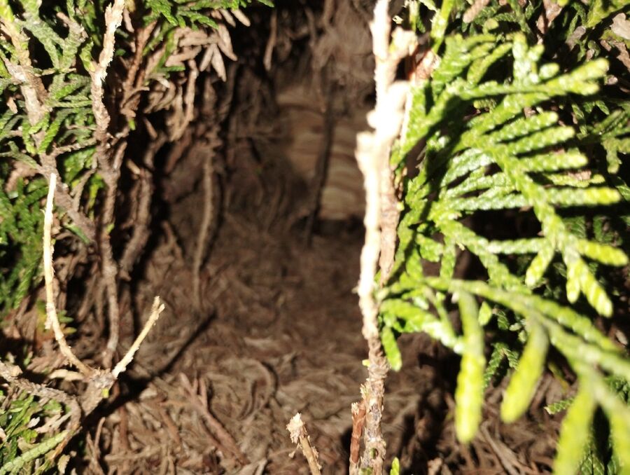  Bienennest entfernen.jpeg