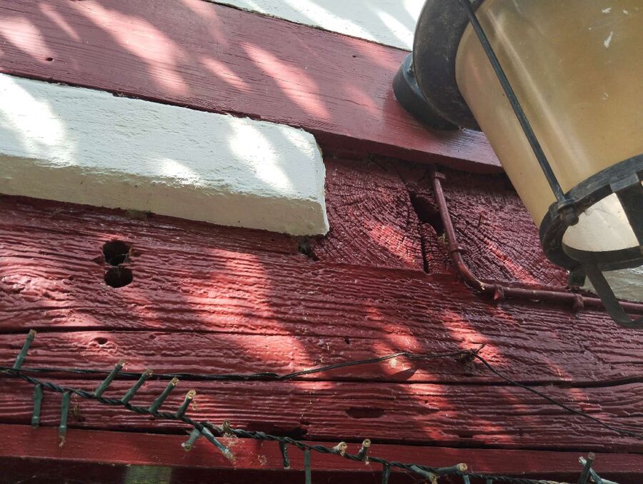  Bienennest entfernen.jpeg