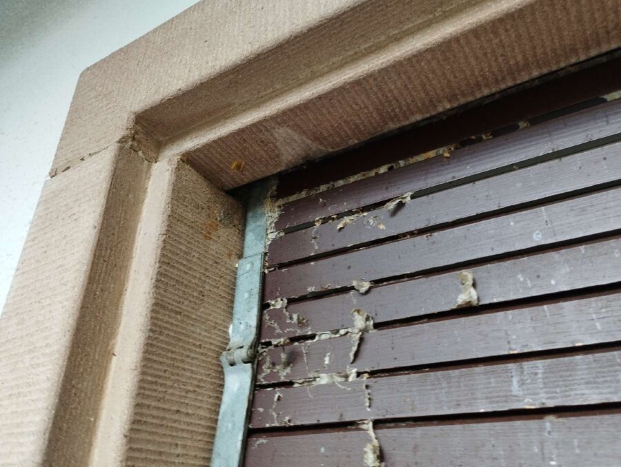  Bienennest entfernen.jpeg