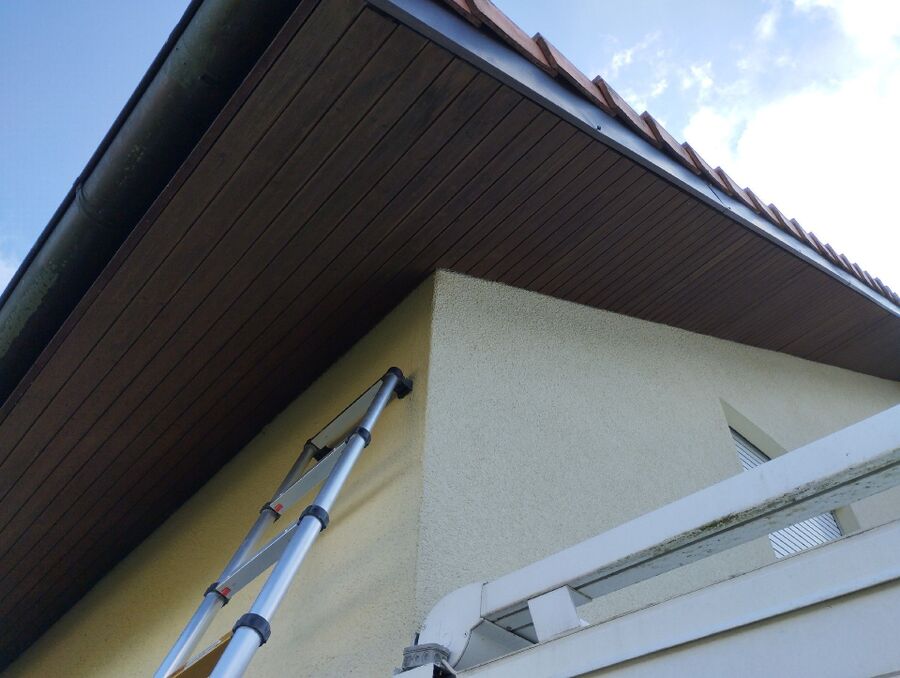 Bienen umsiedeln &  Bienennest entfernen 