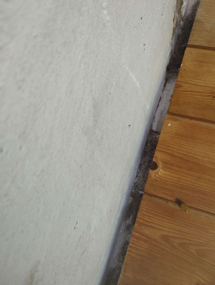  Bienennest entfernen.jpeg