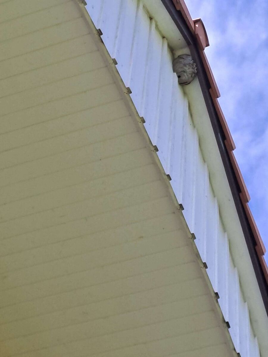  Bienennest entfernen