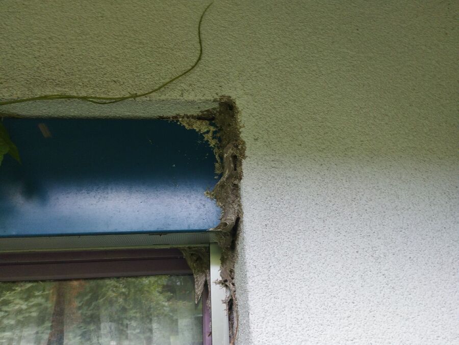 bienennest-am-haus-entfernen.jpg