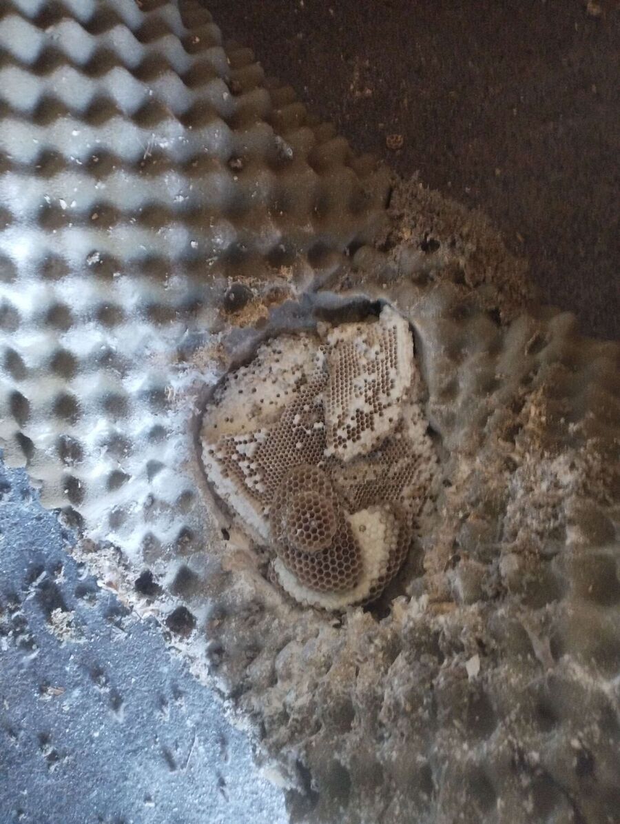 Bienen umsiedeln &  Bienennest entfernen 