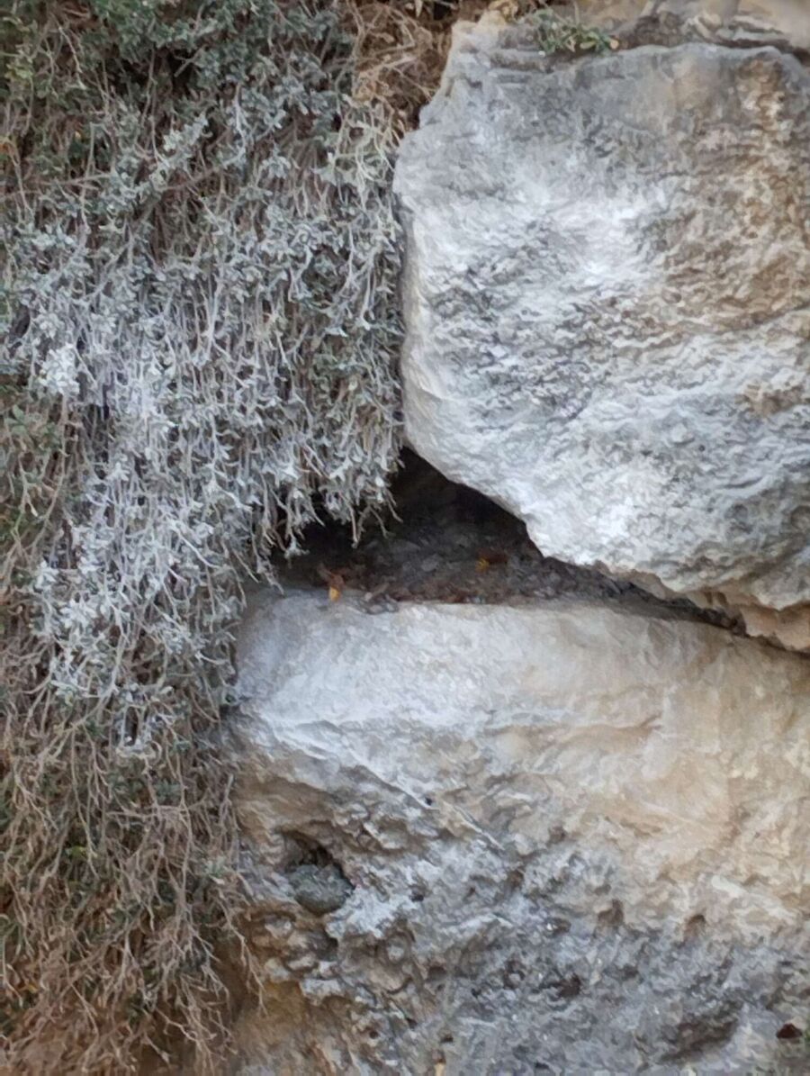  Bienennest entfernen