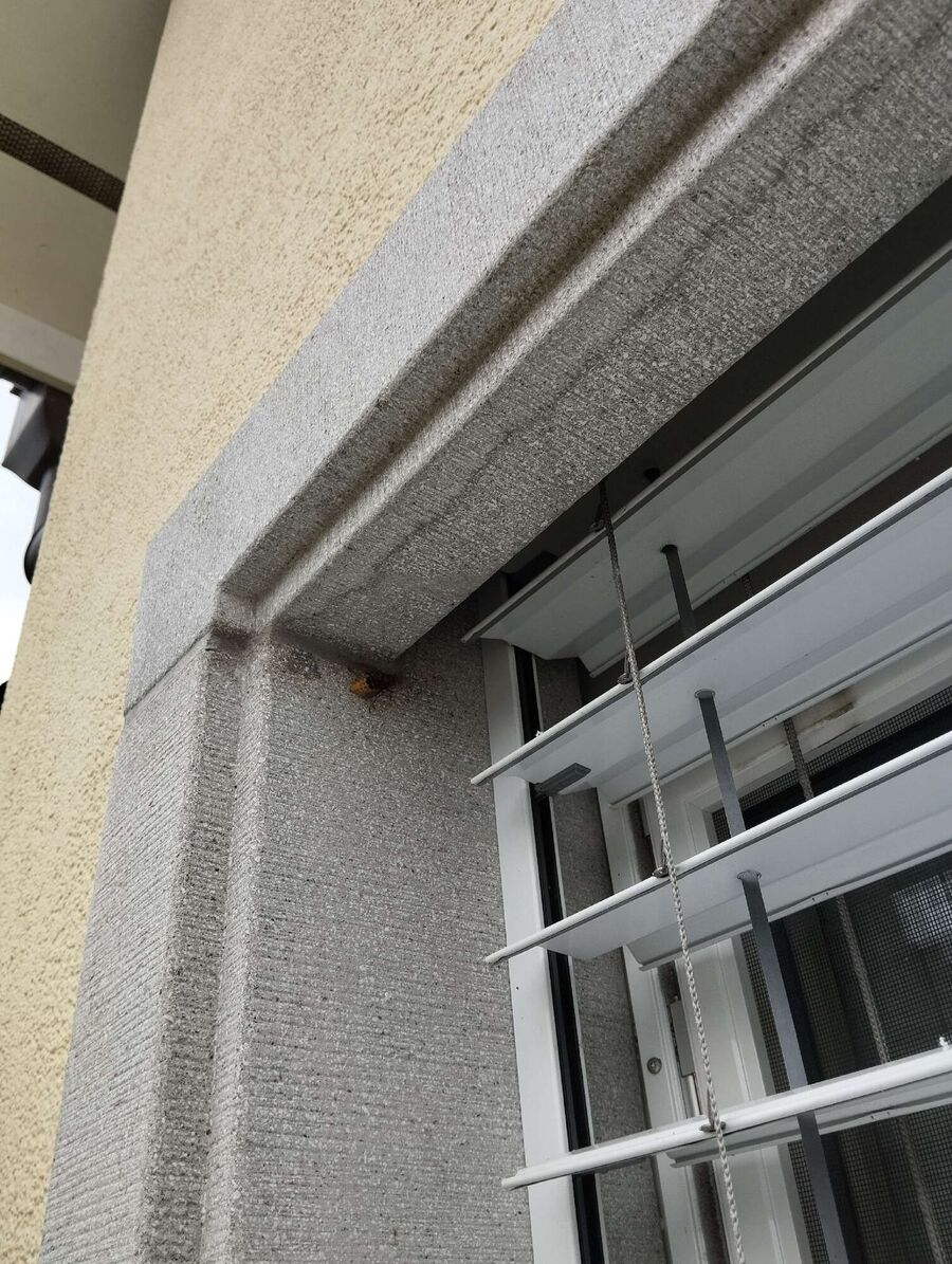  Bienennest entfernen.jpeg