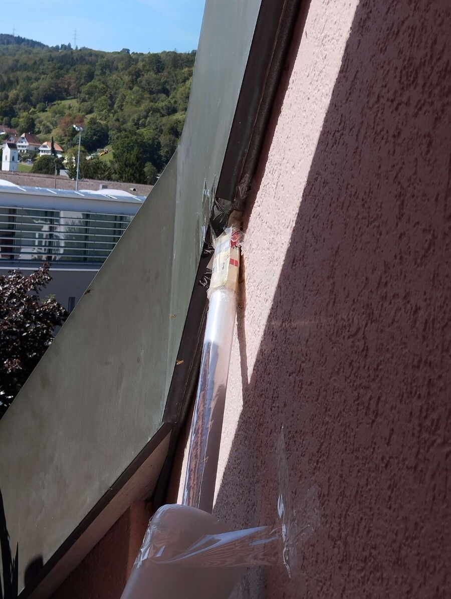 Bienen umsiedeln &  Bienennest entfernen 