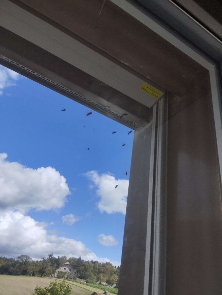  Bienennest entfernen