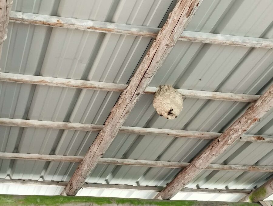 Bienen umsiedeln &  Bienennest entfernen 