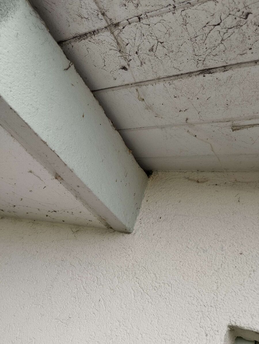 Bienen umsiedeln &  Bienennest entfernen 