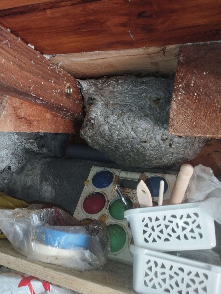  Bienennest entfernen.jpeg