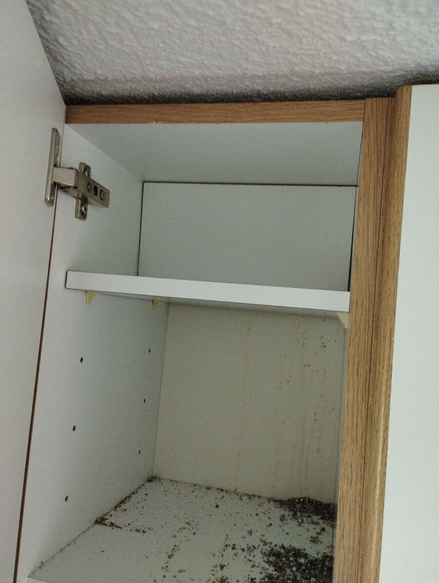  Bienennest entfernen