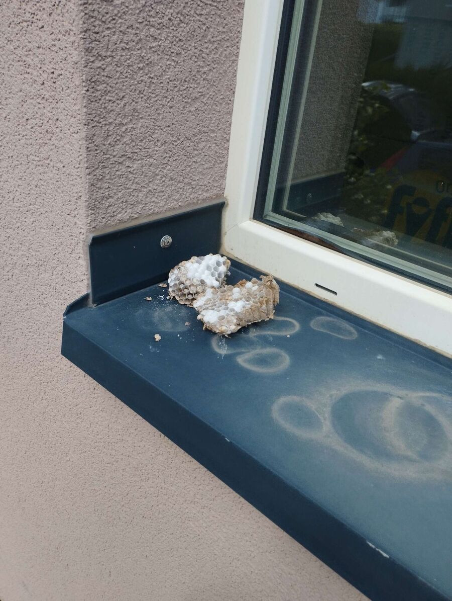 Bienen umsiedeln &  Bienennest entfernen 