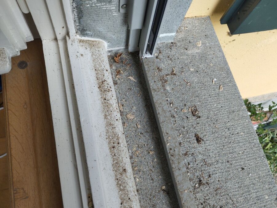 Bienen umsiedeln &  Bienennest entfernen 