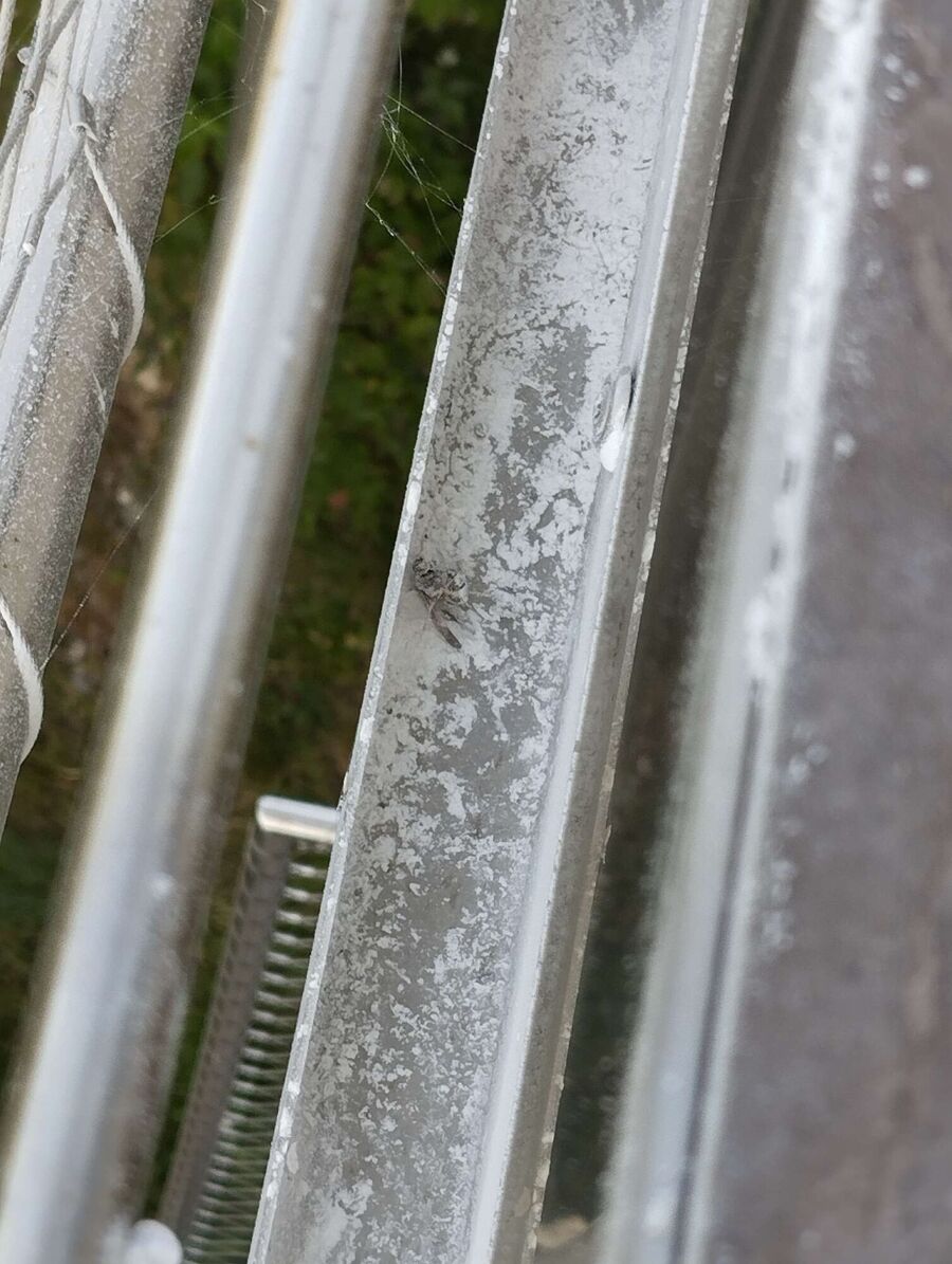 Bienen umsiedeln &  Bienennest entfernen 