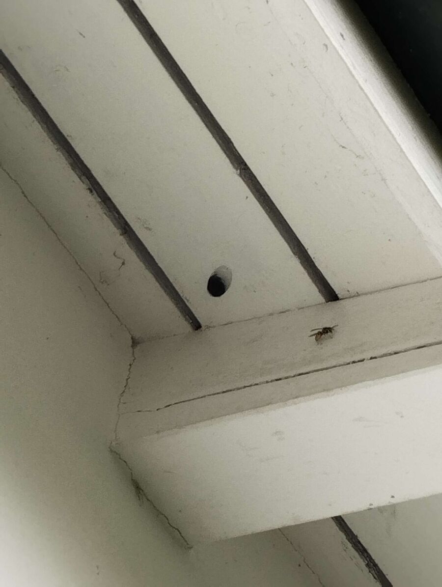 Bienen umsiedeln &  Bienennest entfernen 