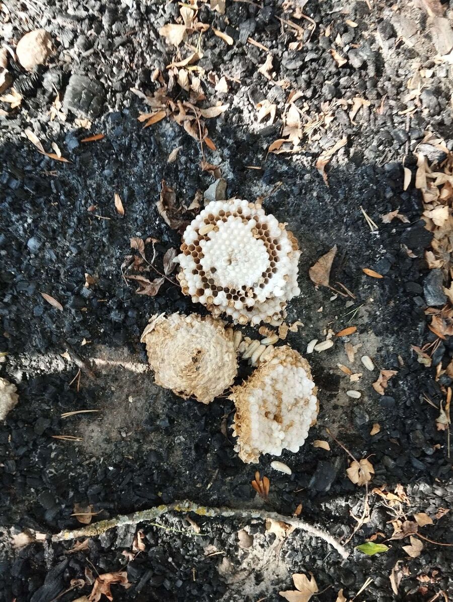  Bienennest entfernen.jpeg