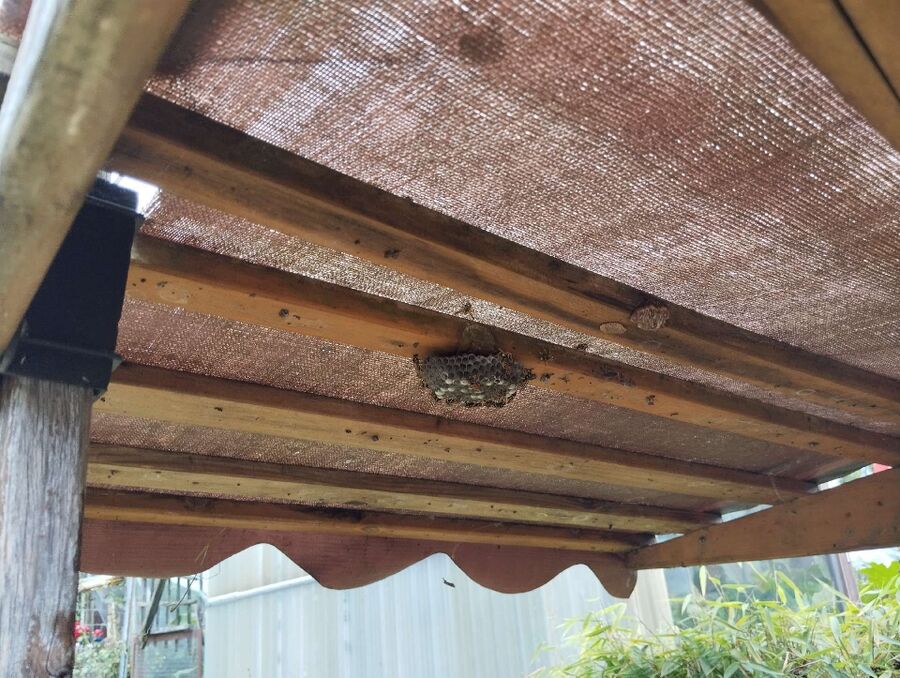  Bienennest entfernen.jpeg