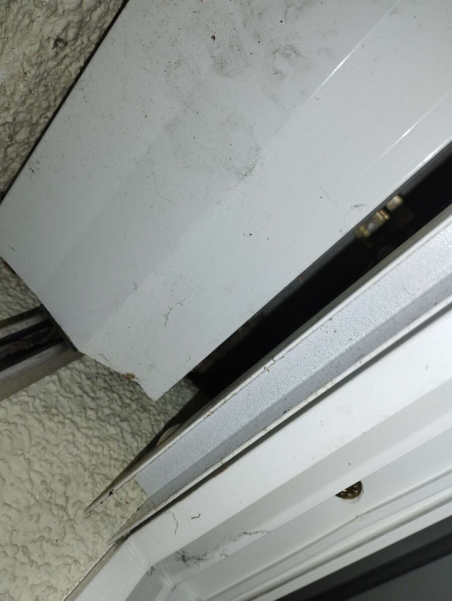  Bienennest entfernen.jpeg