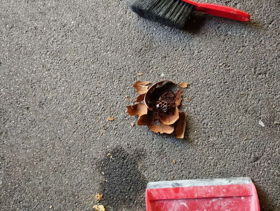  Bienennest entfernen