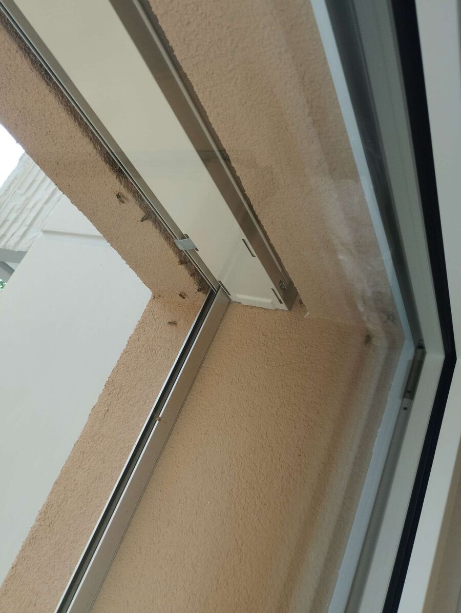  Bienennest entfernen