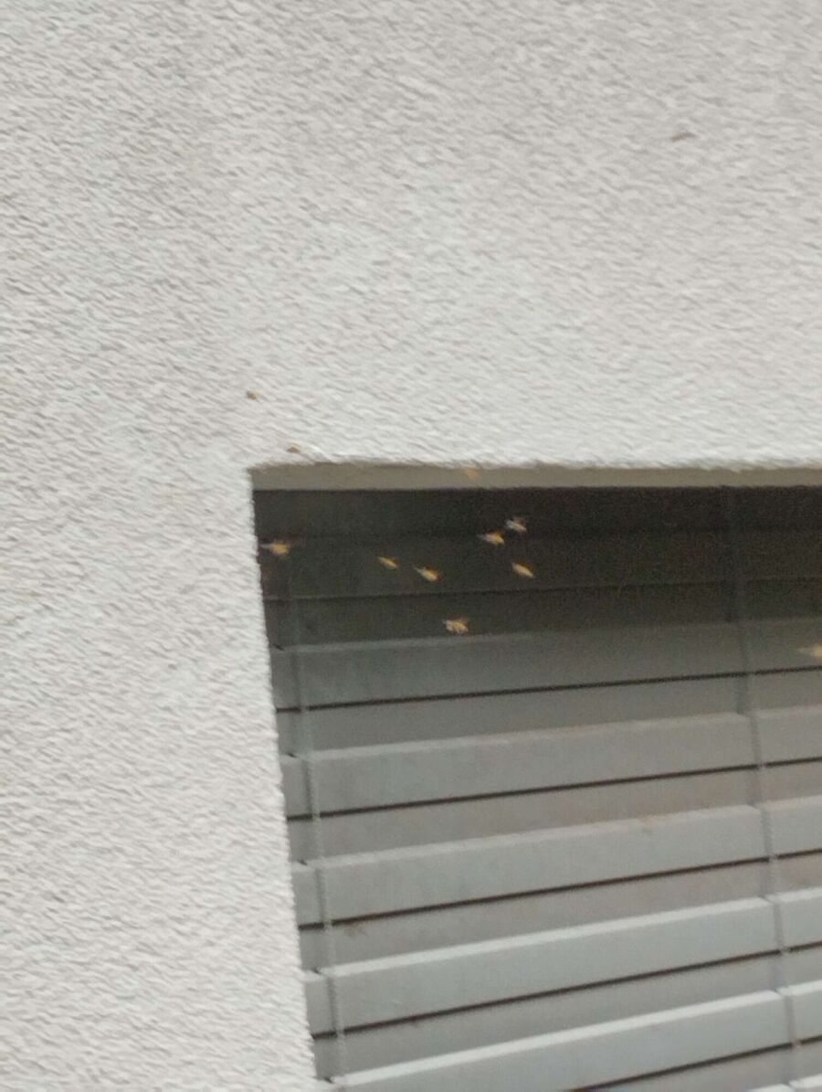  Bienennest entfernen.jpeg