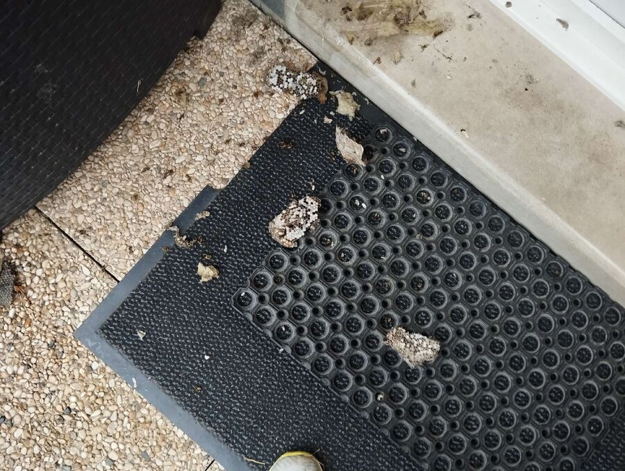 Bienen umsiedeln &  Bienennest entfernen 