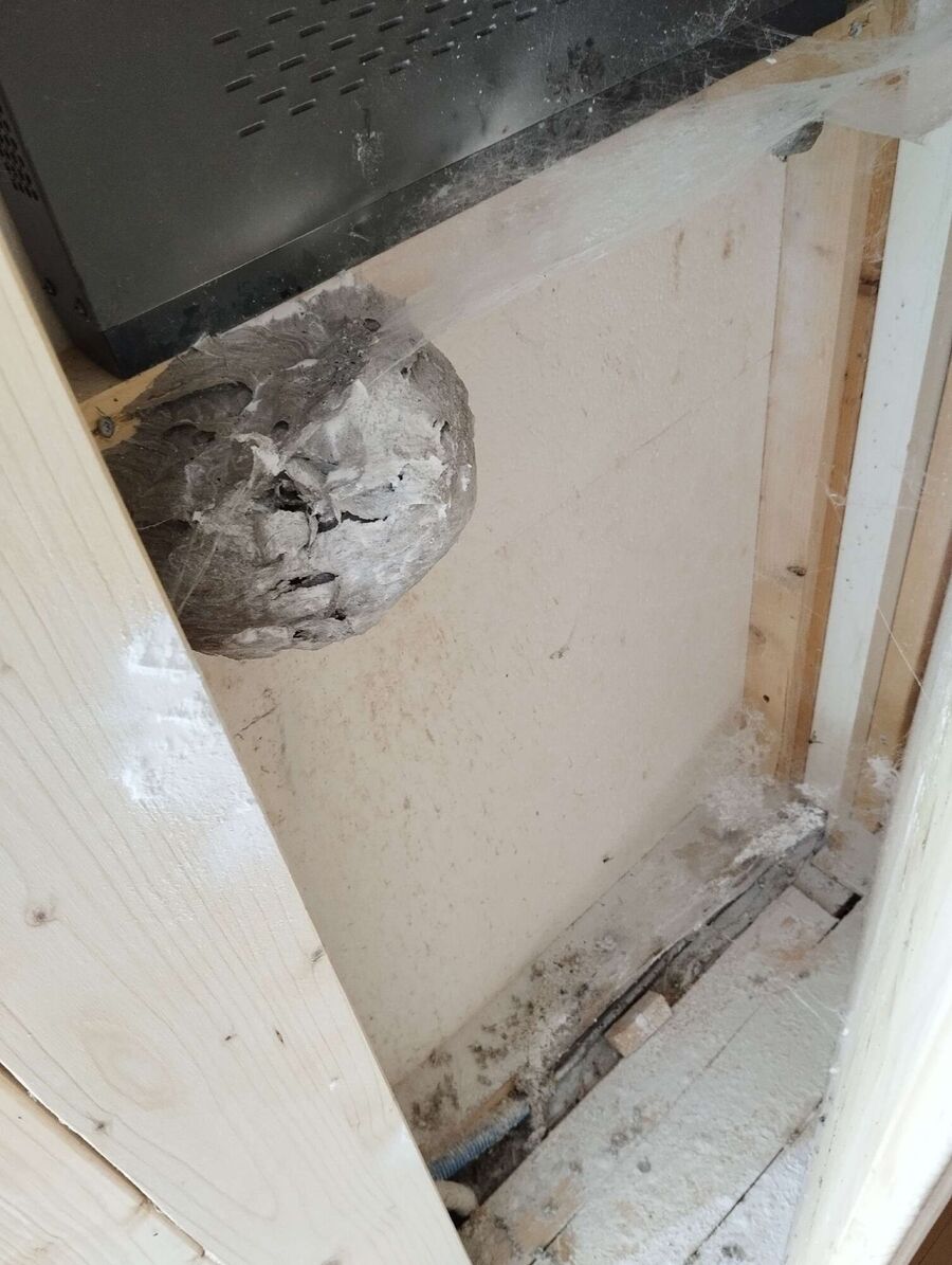  Bienennest entfernen.jpeg