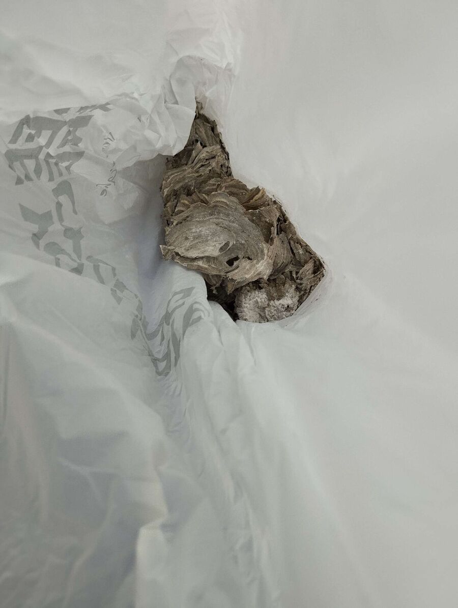 Bienen umsiedeln &  Bienennest entfernen 