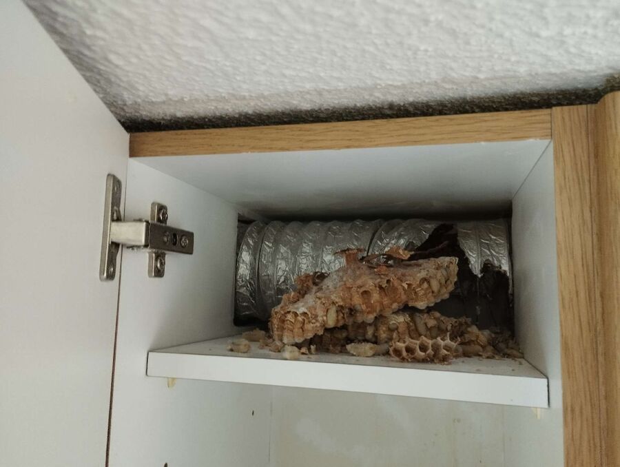 Bienen umsiedeln &  Bienennest entfernen 