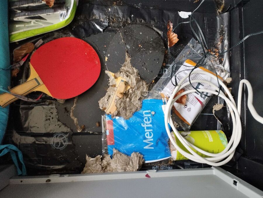  Bienennest entfernen