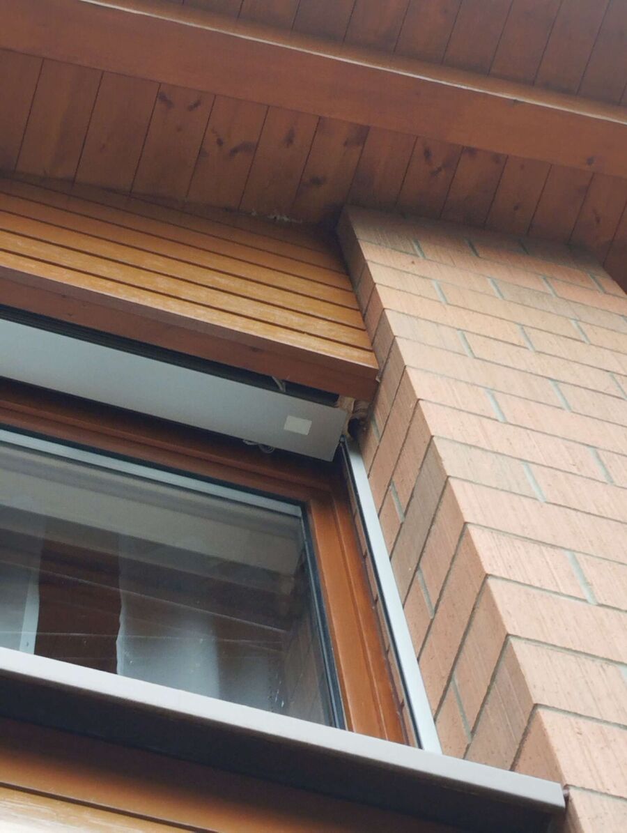 Bienen umsiedeln &  Bienennest entfernen 