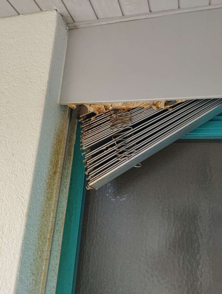 Bienen umsiedeln &  Bienennest entfernen 