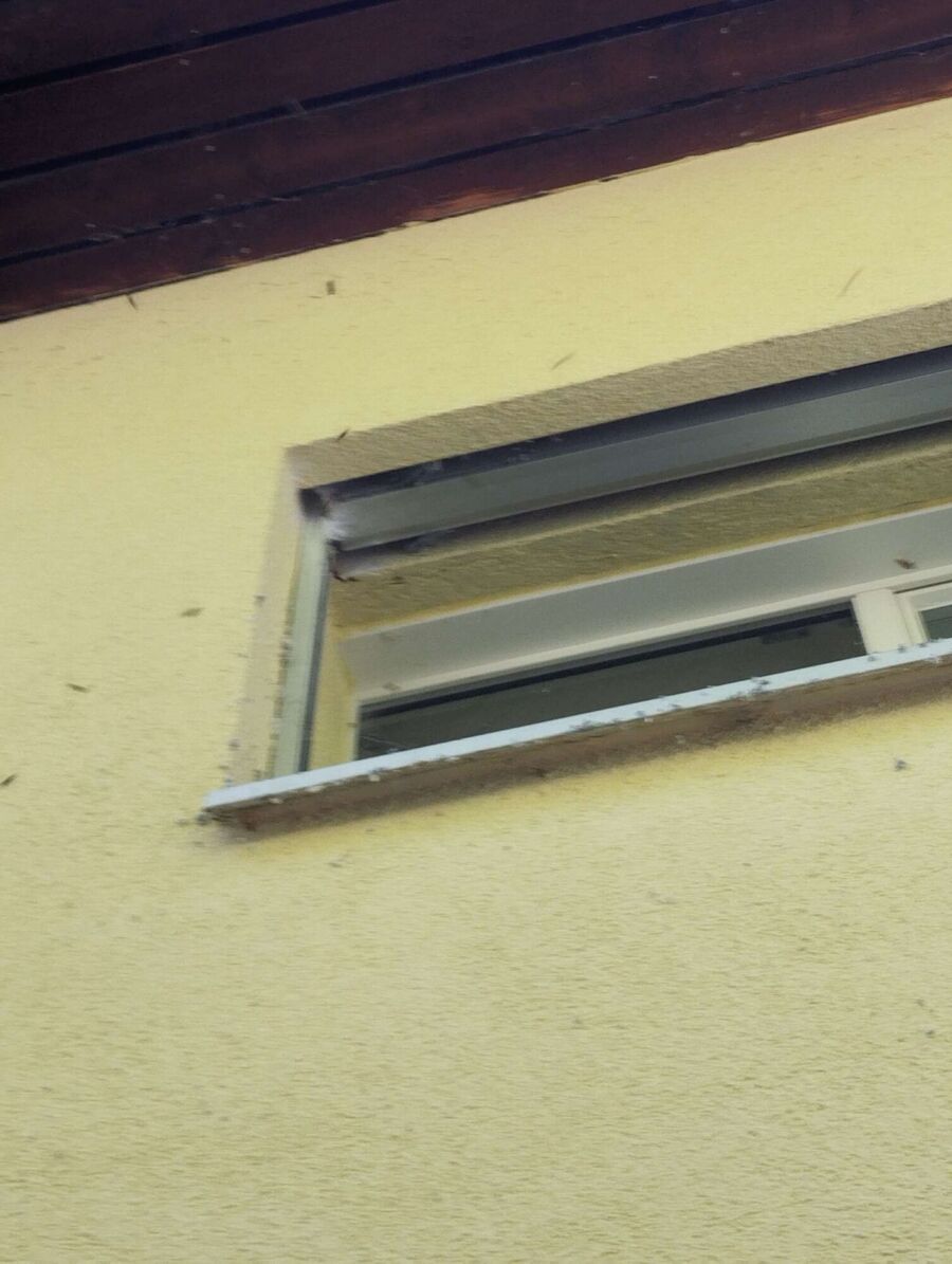 bienennest-am-haus-entfernen.jpg